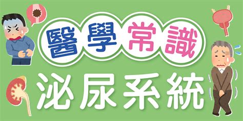 泌尿系統 常識|【醫學常識】泌尿系統